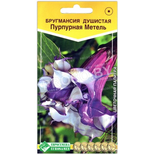 Бругмансия душистая Пурпурная метель