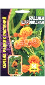 Буддлея Шаровидная