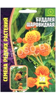 Буддлея Шаровидная