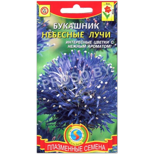 Букашник Небесные лучи
