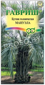 Бутия головчатая Мануэла