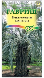 Бутия головчатая Мануэла