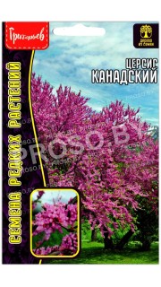 Церсис Канадский