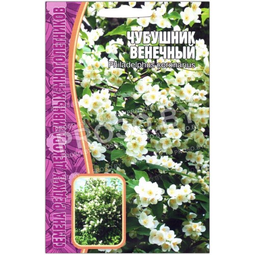 Чубушник Венечный