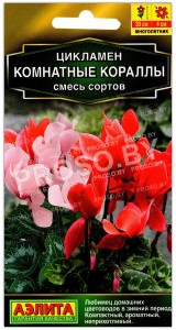 Цикламен Комнатные кораллы, смесь