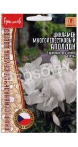 Цикламен многолепестковый Аполлон