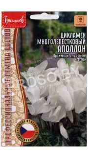 Цикламен многолепестковый Аполлон