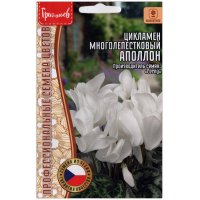 Цикламен многолепестковый Аполлон