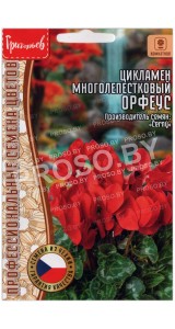 Цикламен многолепестковый Орфеус