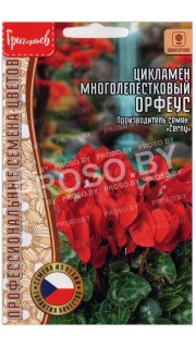 Цикламен многолепестковый Орфеус