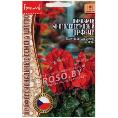 Цикламен многолепестковый Орфеус