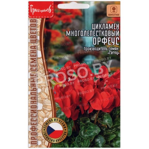 Цикламен многолепестковый Орфеус
