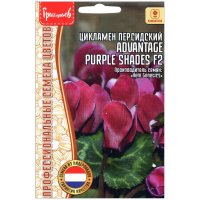 Цикламен персидский Advantage purple shades F2