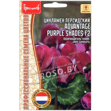 Цикламен персидский Advantage purple shades F2