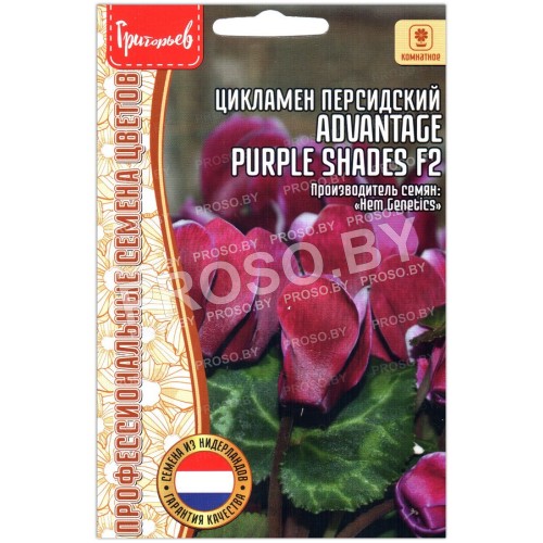 Цикламен персидский Advantage purple shades F2