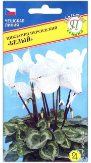 Цикламен персидский Белый