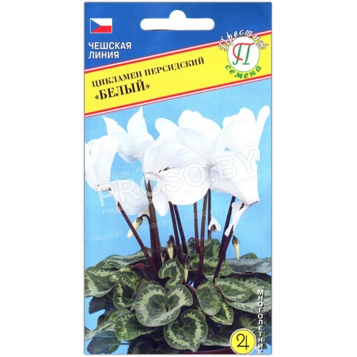 Цикламен персидский Белый