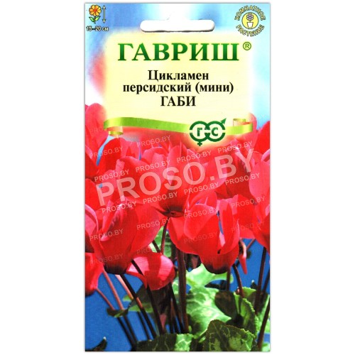 Цикламен персидский Габи