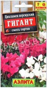Цикламен персидский Гигант, смесь