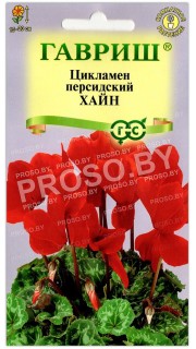Цикламен персидский Хайн