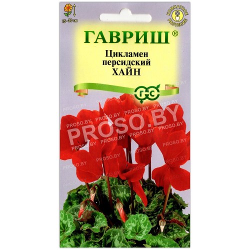 Цикламен персидский Хайн