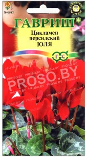Цикламен персидский Юля