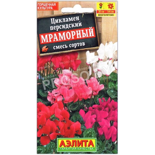 Цикламен персидский Мраморный, смесь