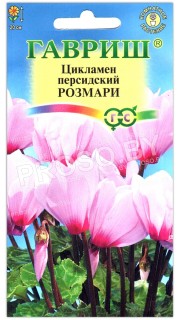 Цикламен персидский Розмари