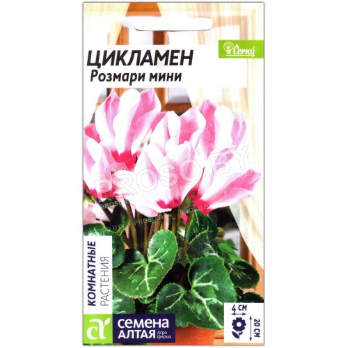 Цикламен персидский Розмари мини