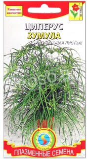 Циперус Зумула