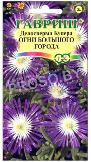 Делосперма купера Огни большого города