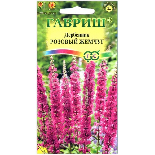 Дербенник Розовый жемчуг-1