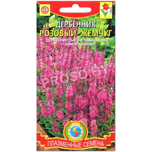 Дербенник Розовый жемчуг