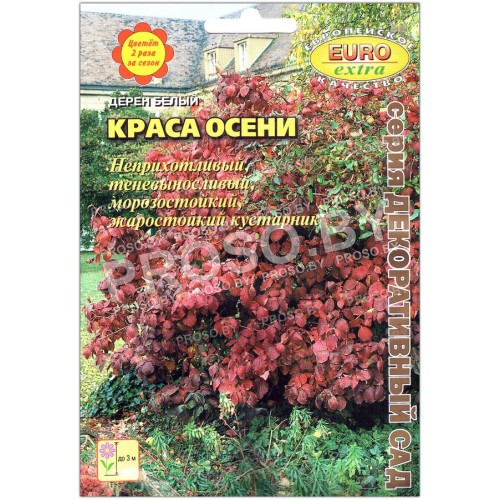 Дерен белый Краса осени