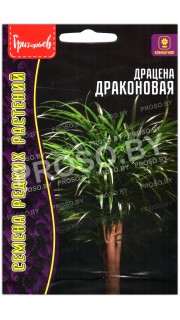 Драцена Драконовая