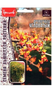 Древогубец Угловатый