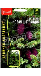 Ель черная Новая Шотландия