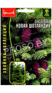 Ель черная Новая Шотландия