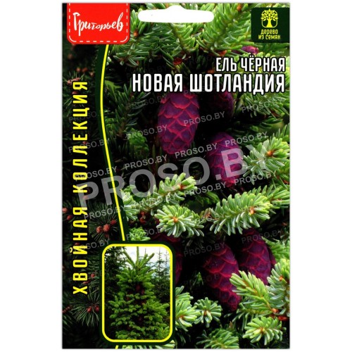 Ель черная Новая Шотландия