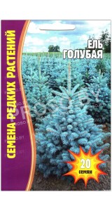 Ель Голубая