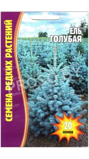 Ель Голубая