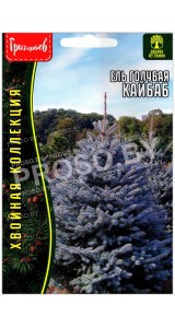 Ель голубая Кайбаб