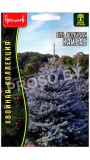 Ель голубая Кайбаб