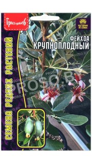 Фейхоа Крупноплодный