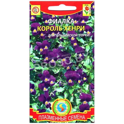 Фиалка Король Хенри