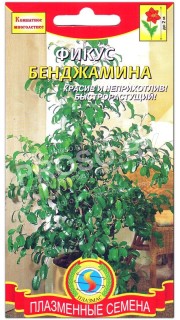 Фикус Бенджамина