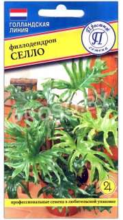 Филодендрон Селло