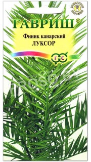 Финик канарский Луксор