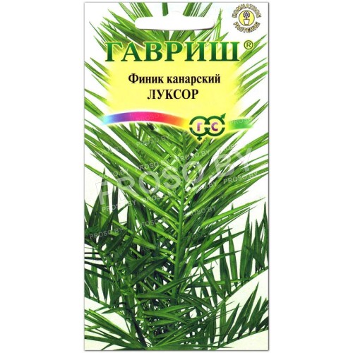 Финик канарский Луксор