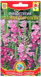 Физостегия Розовая королева